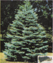 coloradobluespruce.jpg