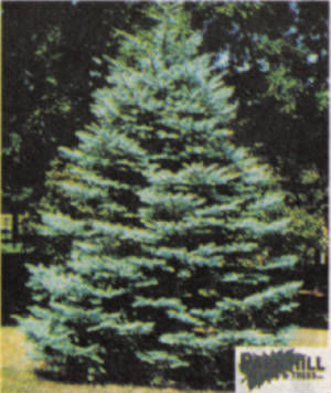 coloradobluespruce.jpg