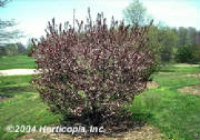 purpleleaf_sandcherry_3.jpg