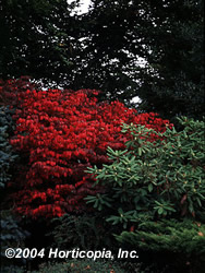 burning_bush_compacta_3.jpg