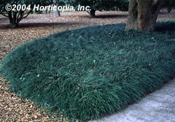 dwarf_mondo_grass_4.jpg