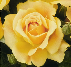 rose_easygoing_1.jpg
