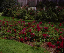 rose_firemeidiland_1.jpg