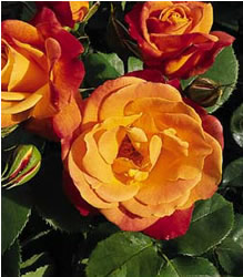 rose_josephscoat_1.jpg