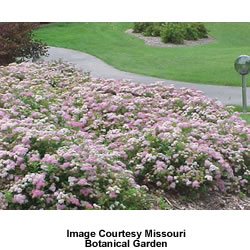 spiraea_little_princess_1.jpg